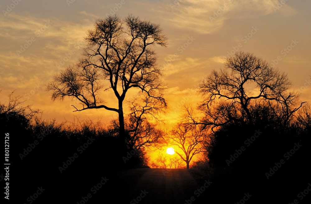 African Bushveld Sunrise
