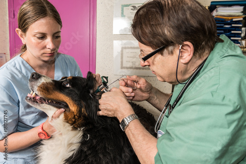 vétérinaire oreille du chien avec épillet;