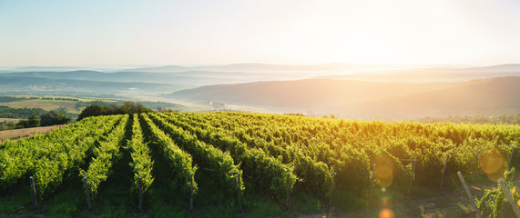 Foto auf Acrylglas Weingarten Extrabreite Panoramaaufnahme eines Sommerweinbergs bei Sonnenuntergang  © niromaks
