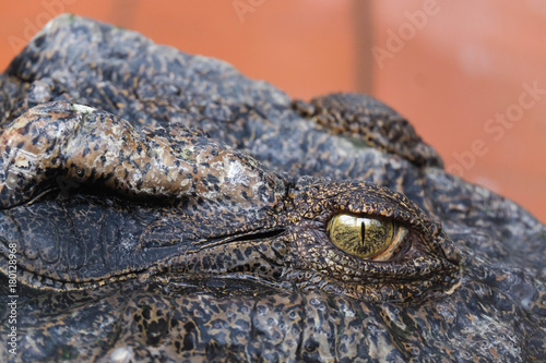 Head of a crocodile