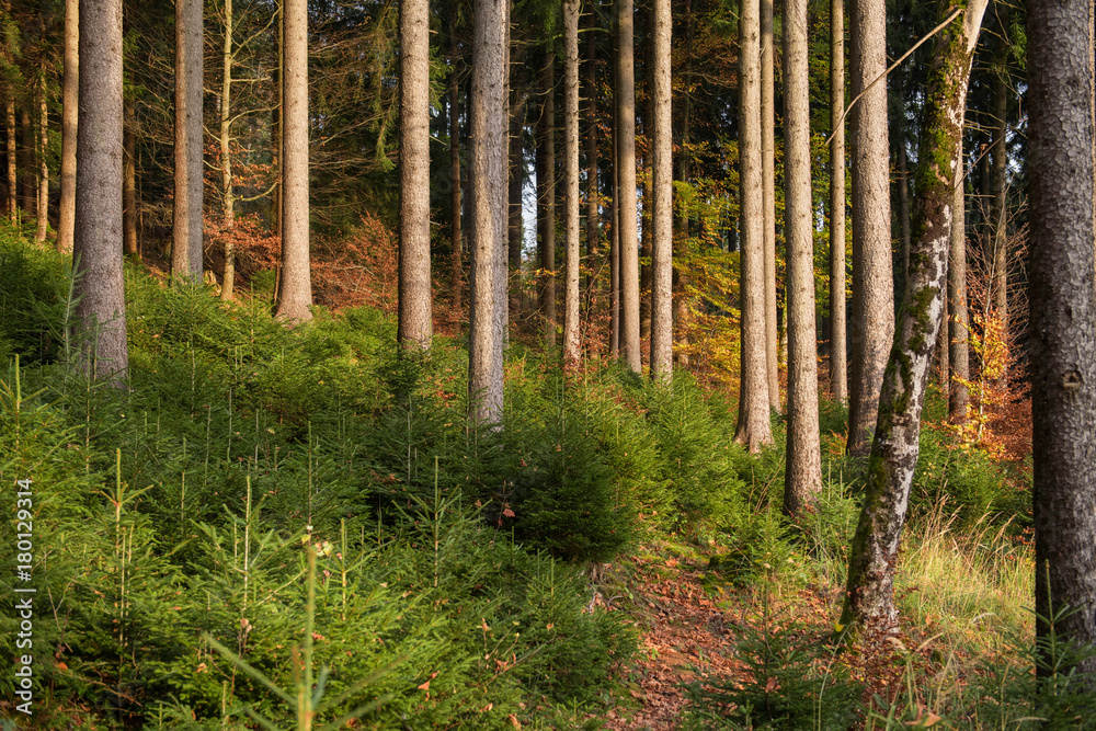 Obraz premium Jungwald zwischen alten Bäumen.