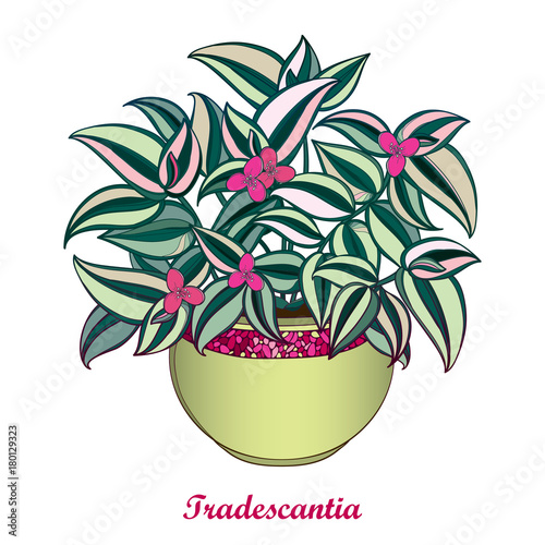 Vector bouquet with outline Tradescantia or Inch plant or Wandering Jew flower. Pink flower and striped green leaf isolated on white background. Potted houseplant in contour style for summer design.