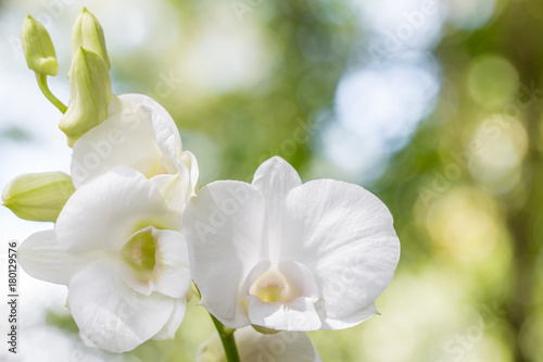 Abstract background of white orchids, Dendrobium.