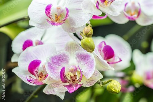 Beautiful white and purple orchids  Phalaenopsis.
