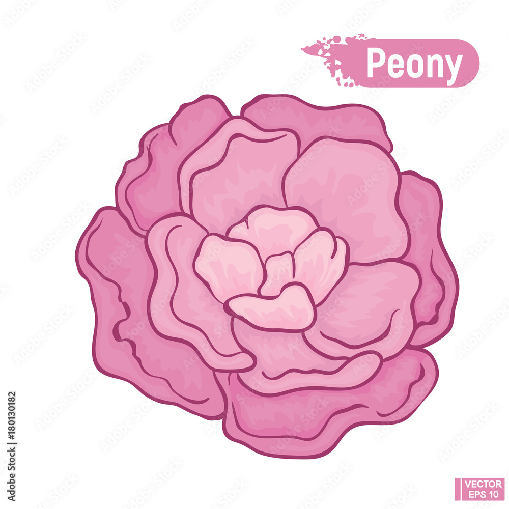 Blossoming lilac peony flower. Blossoming lilac peony flower.