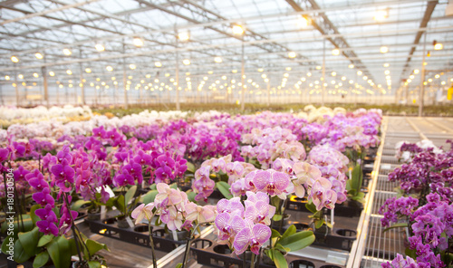 Pink orchids in glass house
