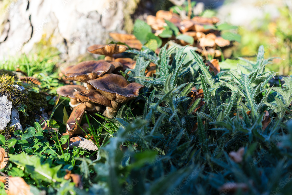 brown mushroom growing on tree trunk brown mushroom growing on tree trunk
