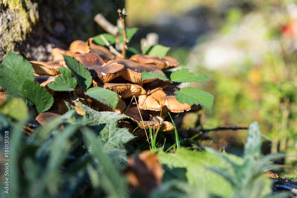 brown mushroom growing on tree trunk brown mushroom growing on tree trunk