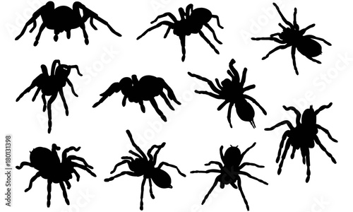 Tarantula Silhouette Vector Graphics