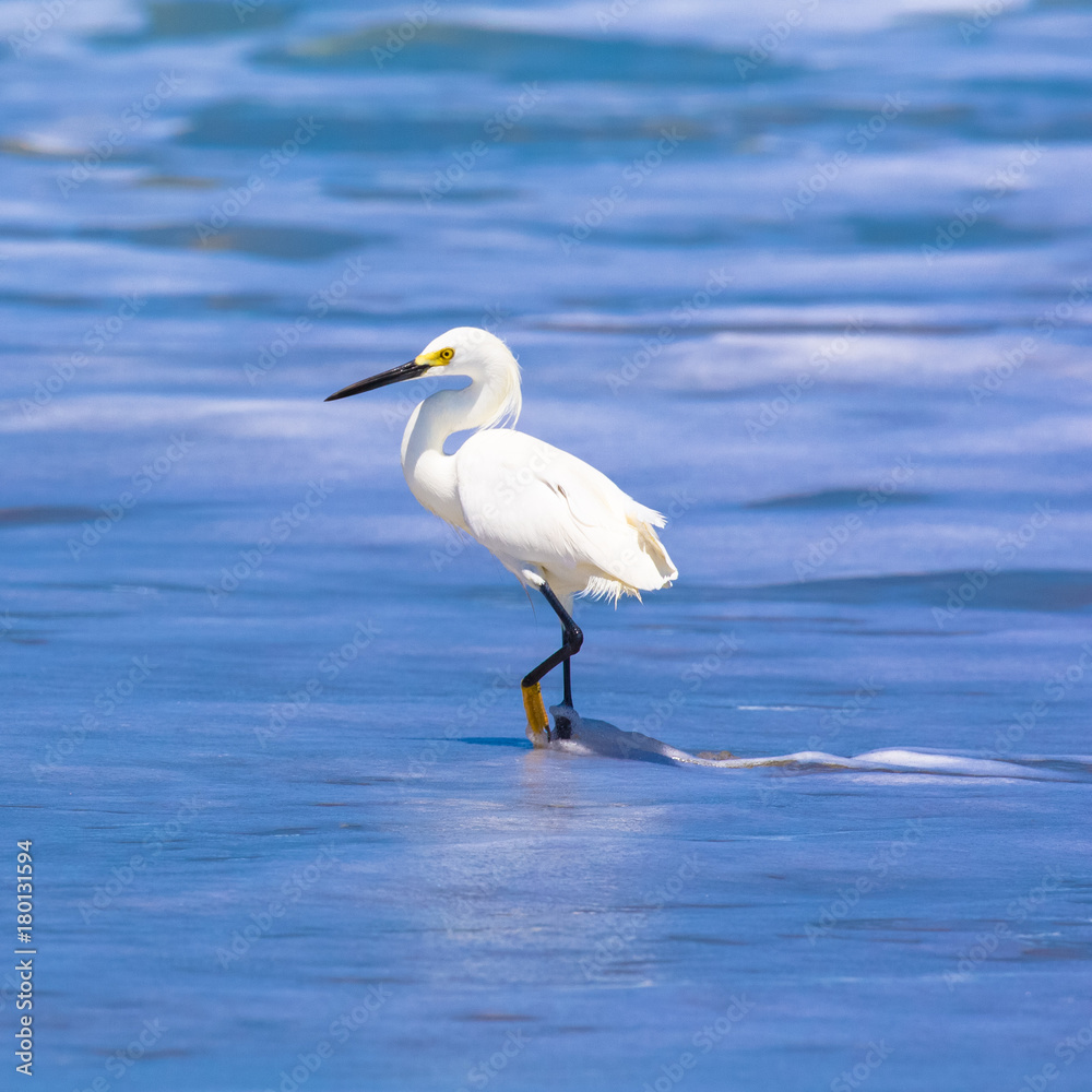Snowy Egret foraging in ocean surf Snowy Egret foraging in ocean surf