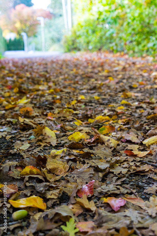 road in autumn with colorful leaf road in autumn with colorful leaf