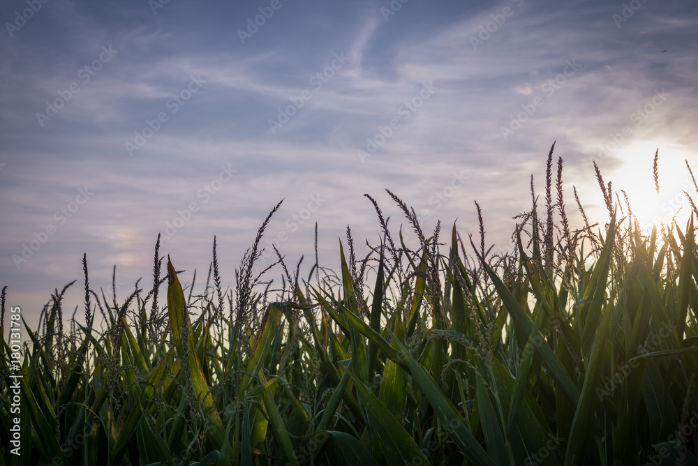 Fototapeta premium Cornfields at sunset with blue sky