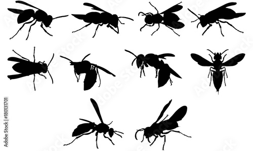 Wasp Silhouette Vector Graphics