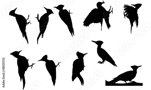 Wood pecker Silhouette Vector Graphics
