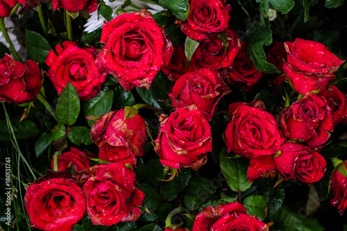 Beautiful red roses blooming in the garden for background or texture   Valentine s Day - nature   activity in home concept.