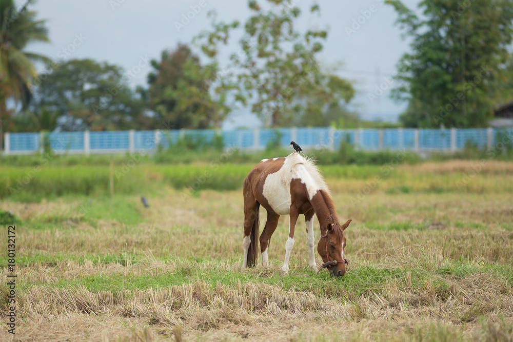 Horse on a rice wheat harvest field Horse on a rice wheat harvest field