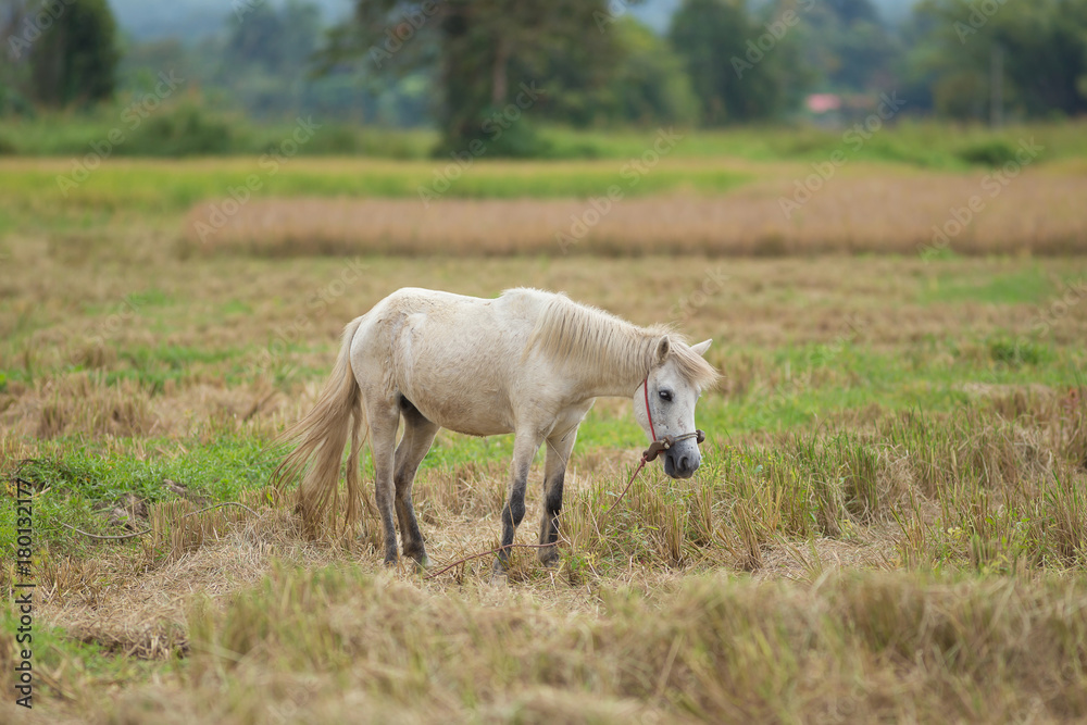 Obraz premium Horse on a rice wheat harvest field