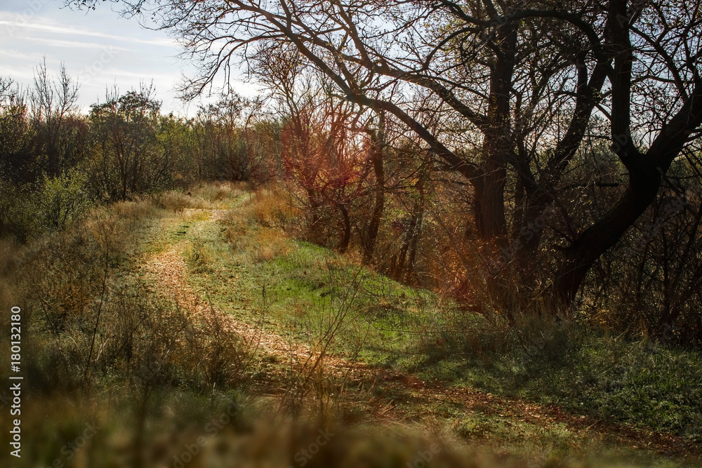 Autumn landscape. Countryside Road through the forest. The path through the thickets Autumn landscape. Countryside Road through the forest. The path through the thickets