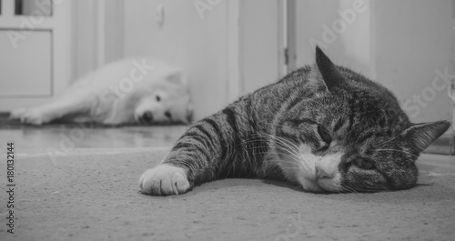 cat and dog lay in room
