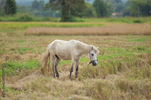 Fototapeta Naklejka Na Ścianę i Meble -  Horse on a rice wheat harvest field