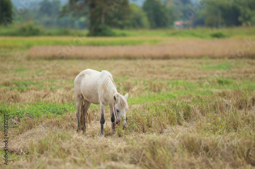 Horse on a rice wheat harvest field