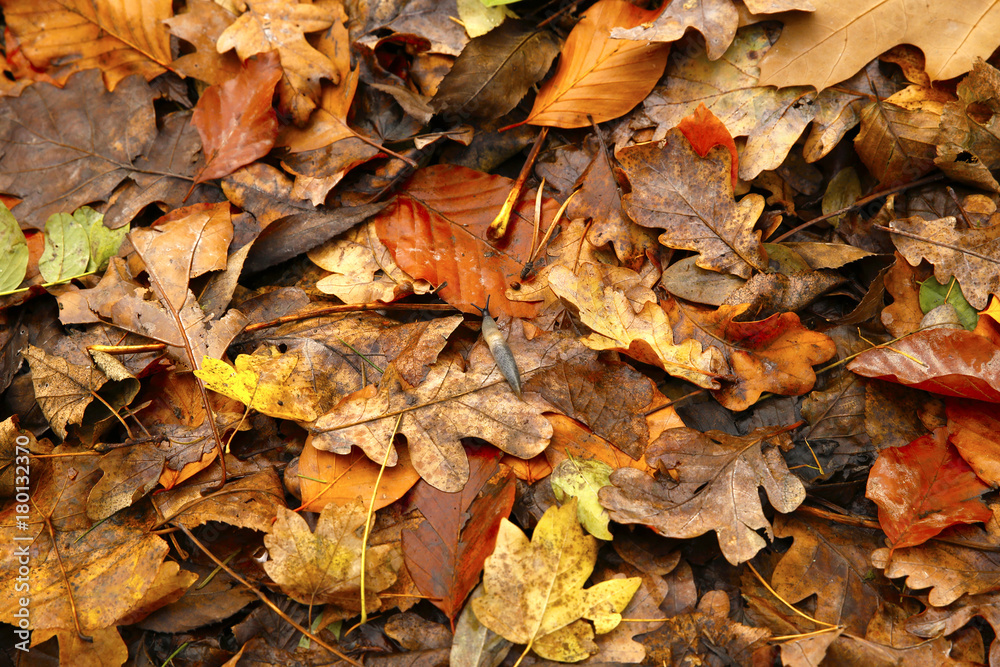 autumn backgrounds