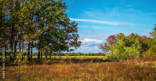 Autumn landscape background. Through the trees oaks blue sky and field are visible