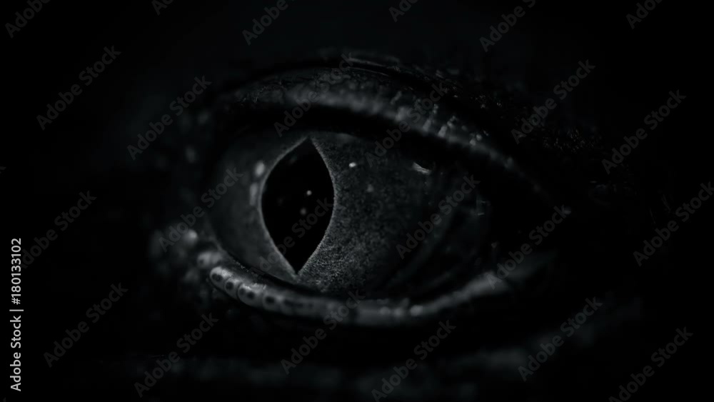 the crocodile closes and opens the eyes closeup