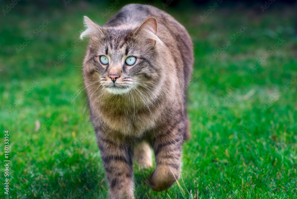 Beautiful cat on grass