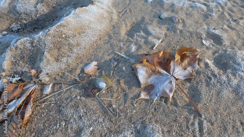 Yellow maple leaf covered with frost and sea shell lying on the sand
