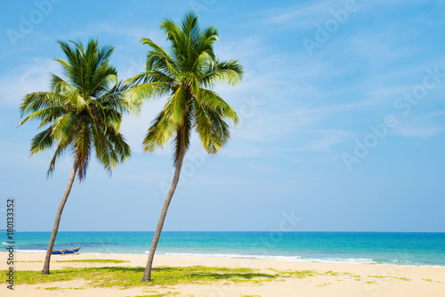 Coconut tree on the sky background