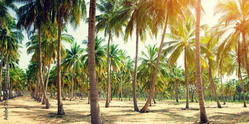 Coconut Palm trees on sandy beach