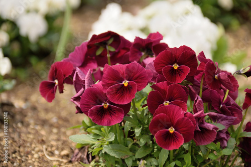 Pansy - Viola x wittrockiana.

