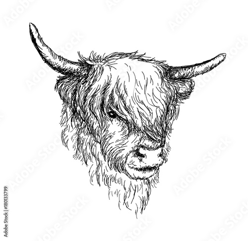 Illustration of beautiful Scottish rural animal - Hairy Cow ("Hairy Coo") from Highlands VECTOR