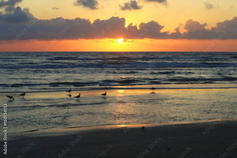 Seagulls on the Gulf of Mexico at sunrise