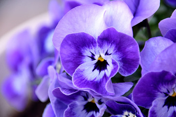 Fototapete Veilchen Stiefmütterchen Viola Wittrockiana Detail  © Ken Kojima