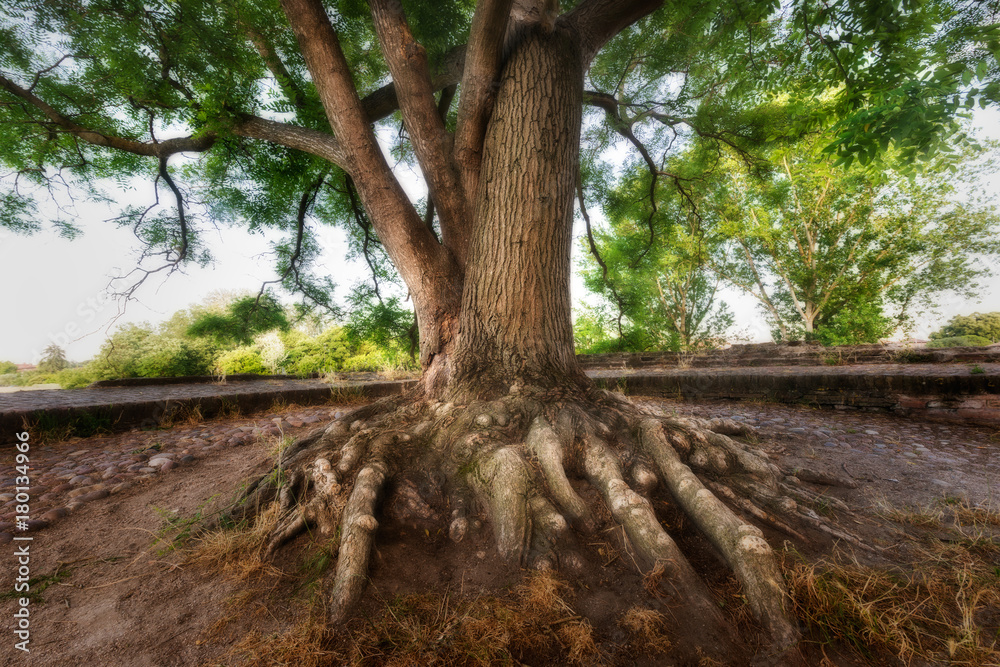 Fototapeta premium An old tree with a spectacular rhizome