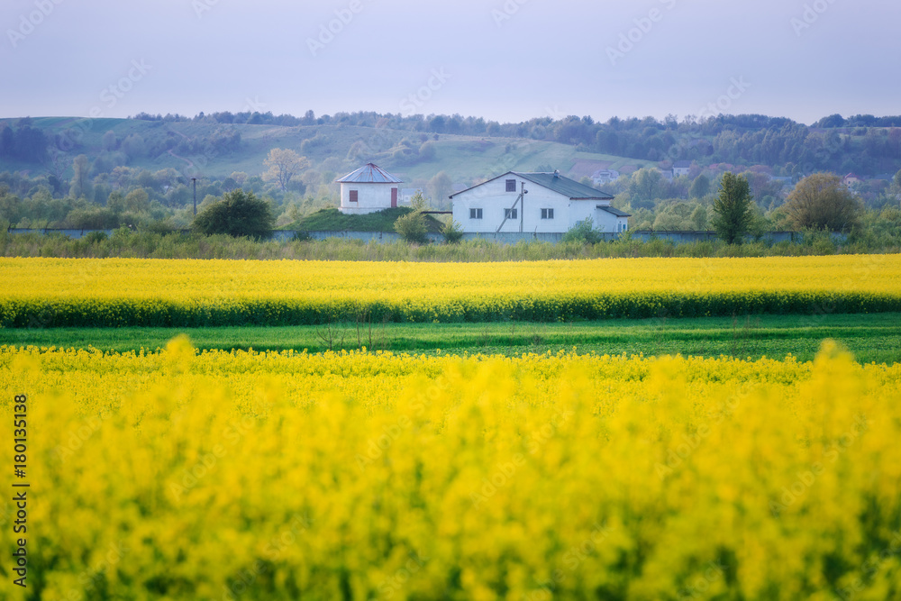 Field of rape blooming yellow flowers away house
