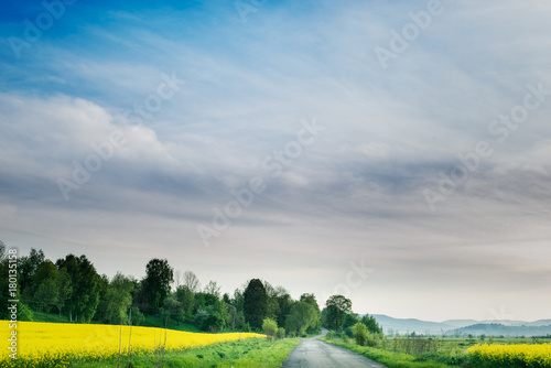 Field of rape blooming yellow flowers