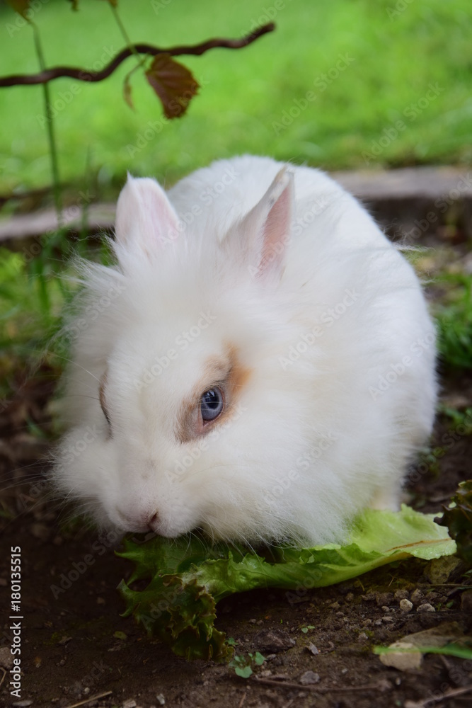 Löwenkopfkaninchen frisst Salat im Garten Löwenkopfkaninchen frisst Salat im Garten