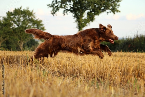 Obraz na płótnie Flat coated retriever hat spaß auf einem stoppelfeld