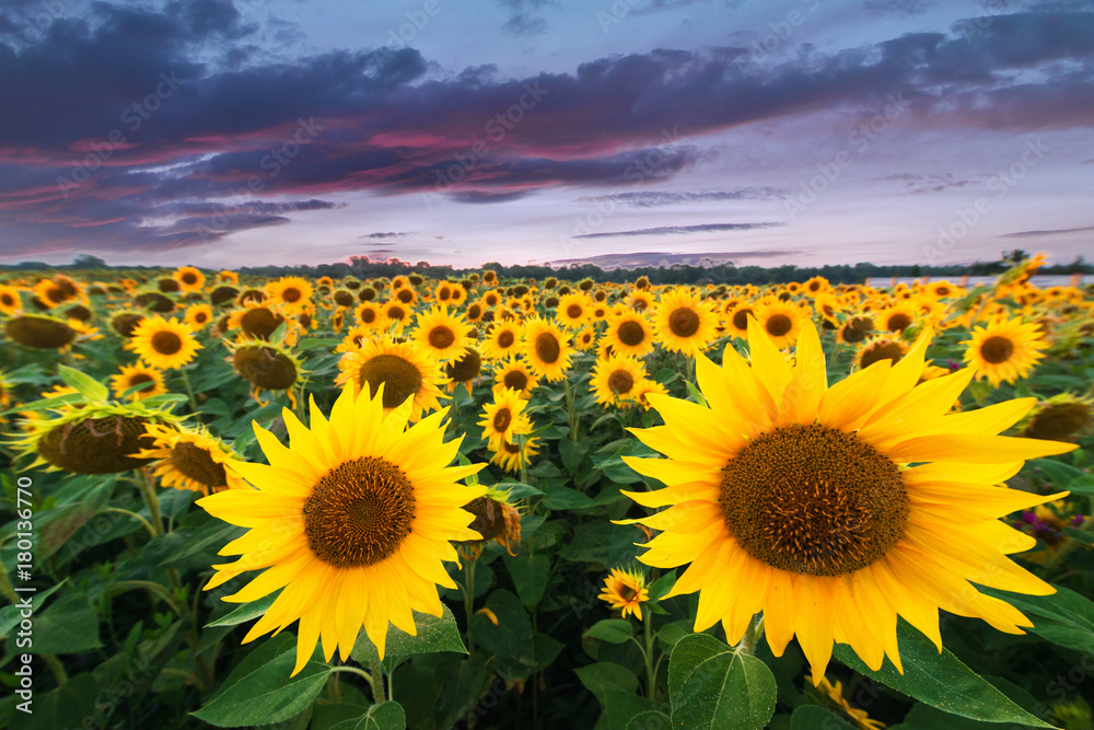 Fototapeta premium Sunflowers in the field are beautiful scenery of the sunset