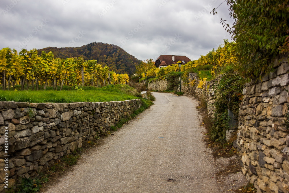 Famous vineyards in Wachau, Spitz, Austria