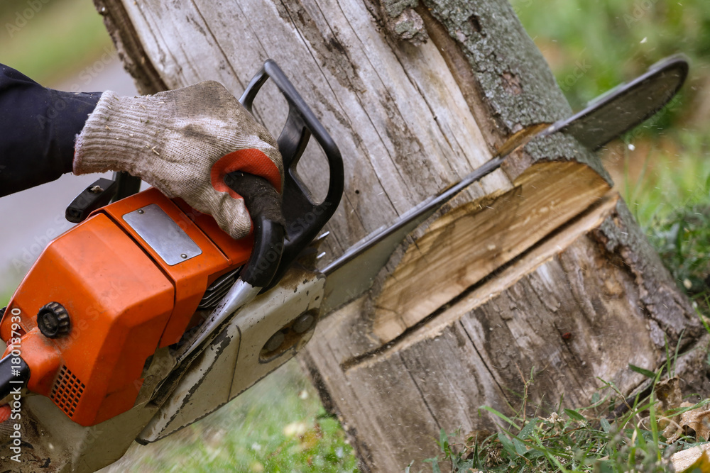 Cutting tree with chainsaw