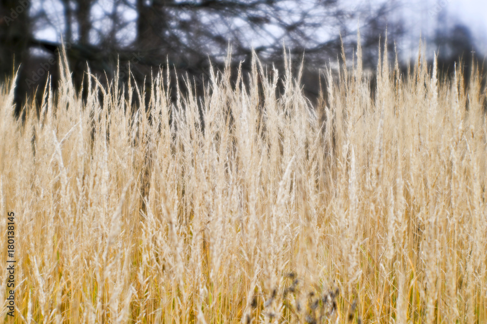 Autumn landscape from the dry stalks of tall grass and tree branches in the background. Shallow depth of field photos were taken on soft lens. Blurry Autumn landscape from the dry stalks of tall grass and tree branches in the background. Shallow depth of field photos were taken on soft lens. Blurry