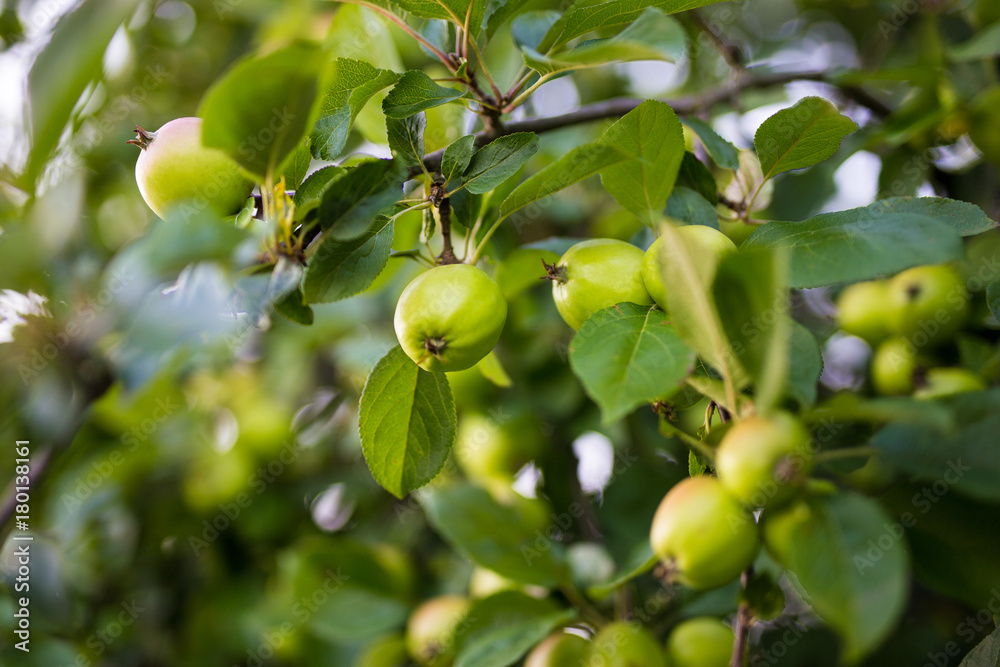 close up of green apples in the garden