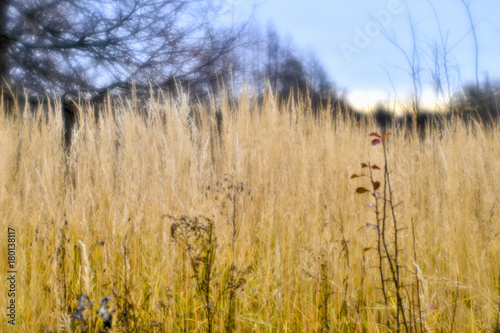 Autumn landscape from the dry stalks of tall grass and tree branches in the background. Shallow depth of field photos were taken on soft lens. Blurry