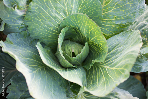 close up of cabbage in the garden