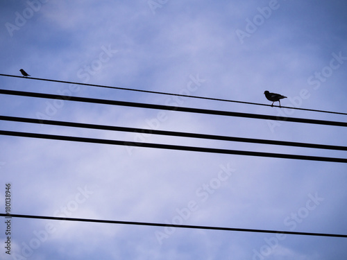 Big Bird Follow Little Bird on The Wire