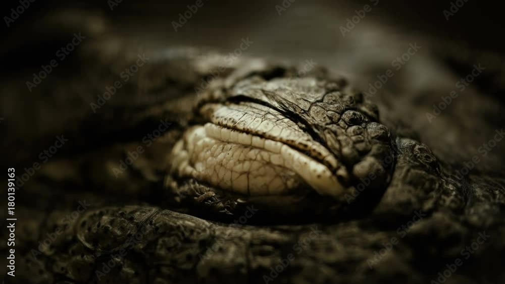 the crocodile closes and opens the eyes closeup